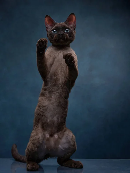 Śmieszny Kot Rasy Devon Rex Grać Niebieskim Tle Płótna Portret — Zdjęcie stockowe