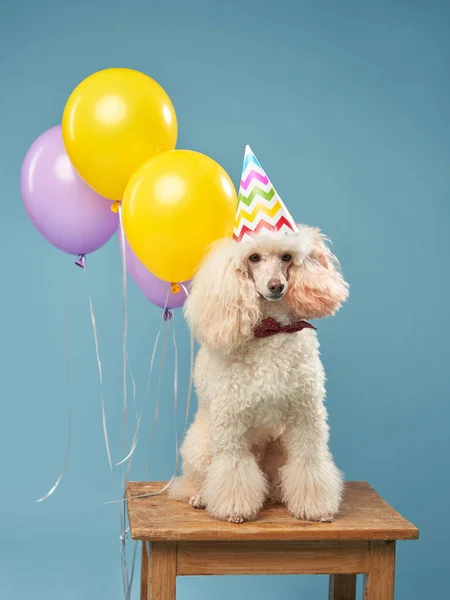 Fiesta Cumpleaños Perros Caniche Con Gorra Globos Vacaciones Con Una — Foto de Stock