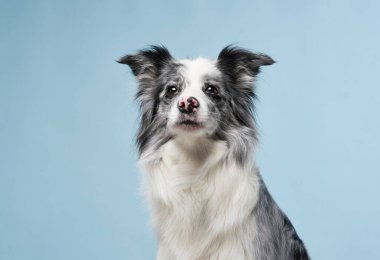 Mavi arka planda komik bir köpek. Komik görünümlü çoban köpeği. Stüdyoda hayvan 