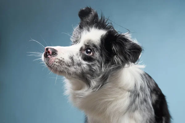 Funny Dog Blue Background Funny Looking Border Collie Pet Studio — Stock Photo, Image
