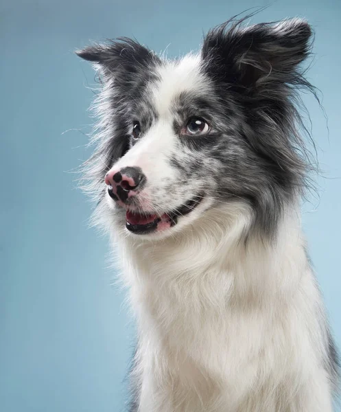 Cão Engraçado Fundo Azul Engraçado Olhar Para Collie Pet Estúdio — Fotografia de Stock