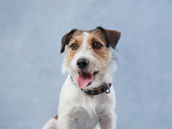 Mignon Chien Regardant Happy Jack Russell Terrier Sur Fond Toile — Photo