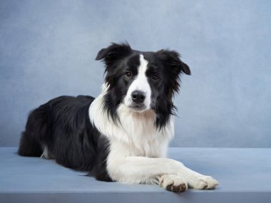 Mavi arka planda mutlu bir köpek. Stüdyoda siyah beyaz Collie komik bir ağızlık.