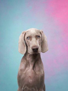 Weimaraner 'ın parlak bir geçmişi var. Gri bir köpeğin portresi. Stüdyodaki komik hayvan