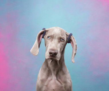 Weimaraner 'ın parlak bir geçmişi var. Gri bir köpeğin portresi. Stüdyodaki komik hayvan