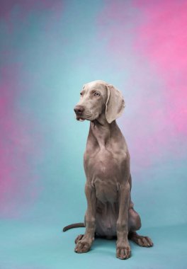 Weimaraner 'ın parlak bir geçmişi var. Gri bir köpeğin portresi. Stüdyodaki komik hayvan