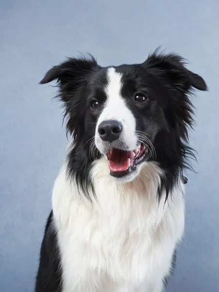 Счастливая Собака Синем Фоне Черный Белый Колли Границы Смешной Морда — стоковое фото