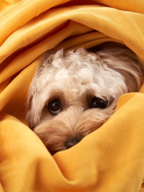 Köpek sarı bir kumaşa sarılmış. Kocaman gözleri olan sevimli küçük Maltipoo. Evdeki rahat evcil hayvan 