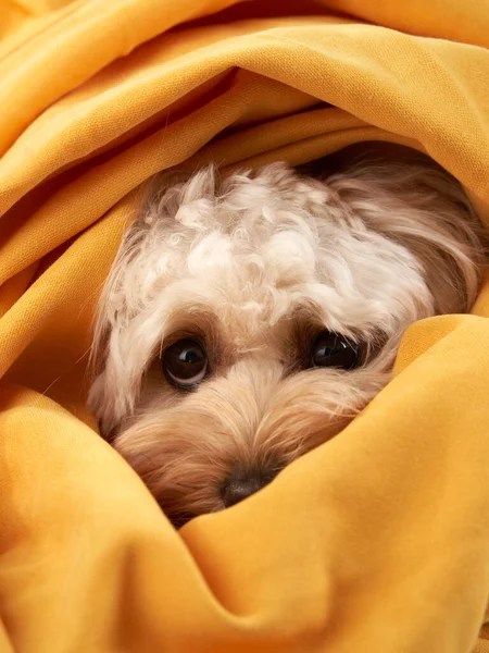 the dog is wrapped in a yellow cloth. Cute little Maltipoo with big eyes. cozy pet at home