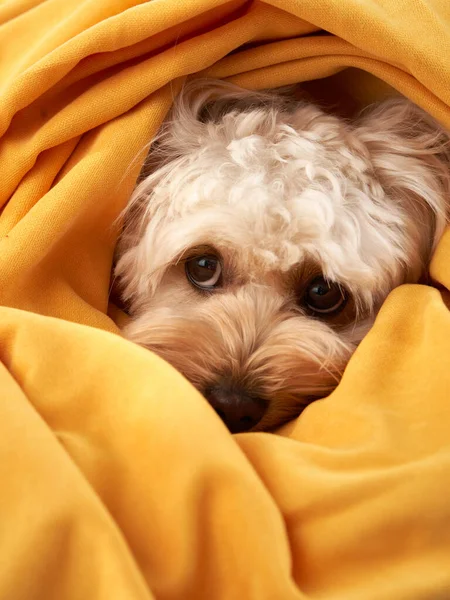 Köpek Sarı Bir Kumaşa Sarılmış Kocaman Gözleri Olan Sevimli Küçük — Stok fotoğraf
