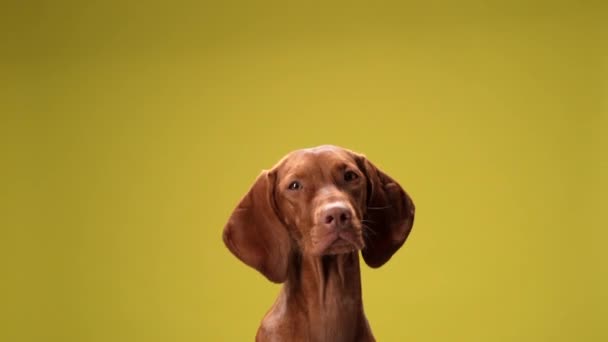 Cão Feliz Fundo Amarelo Feliz Brincalhão Vizsla Húngaro Engraçado Estúdio — Vídeo de Stock