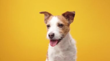 Sarı arka planda sevimli küçük bir köpek. Jack Russell Terrier poz veriyor, mutlu hayvan