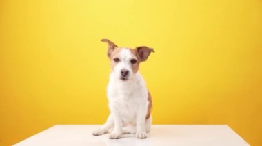 Sarı arka planda sevimli küçük bir köpek. Jack Russell Terrier poz veriyor, mutlu hayvan