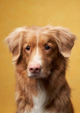 Sarı arka planda bir Nova Scotia Duck Tolling Retriever portresi. Toller köpeği. 