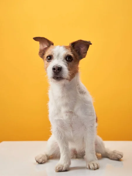Leuk Hondje Een Gele Achtergrond Jack Russell Terrier Poseren Gelukkig — Stockfoto