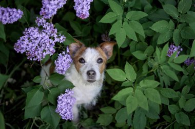 Leylak çalılıklarındaki köpek. Mutlu Jack Russell Terrier doğada, Çiçekli Evcil Hayvan portresi