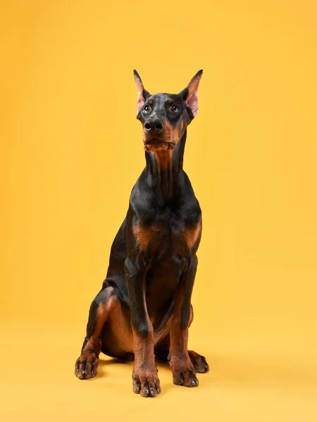 Doberman Dog Yellow Background Funny Pet Puppy Studio Photo — Stock Photo, Image