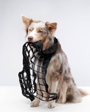 Köpekler bir stüdyo ışıklandırma eklentisi tutuyor. Stüdyoda itaatkar bir sınır köpeği var.