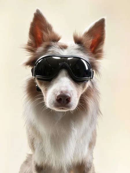 베이지 배경에 선글라스를 착용하고 스튜디오에서의 재미있는 — 스톡 사진