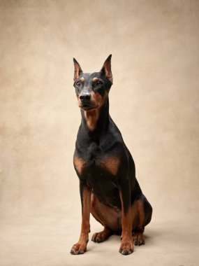 Bej arka planda standart bir pinscher. Stüdyoda bir köpeğin portresi. Güzel hayvan.