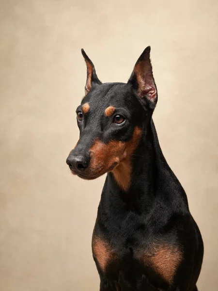 ベージュ地に標準的なピンチャー スタジオでの犬の肖像画 美しいペット — ストック写真