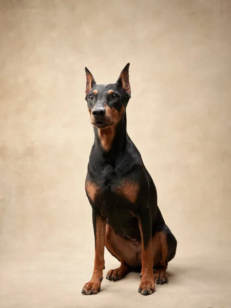 Standardowy Pinscher Beżowym Tle Portret Psa Studio Piękny Zwierzak — Zdjęcie stockowe