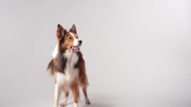 Hafif arka planda komik bir köpek. Stüdyoda oynayan, pençelerini sallayan, emirlere uyan Mutlu Sınır Çobanı