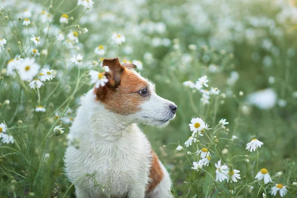 Σκύλος Μαργαρίτες Κατοικίδιο Στη Φύση Χαριτωμένος Τζακ Ράσελ Τεριέ Λουλούδια — Φωτογραφία Αρχείου