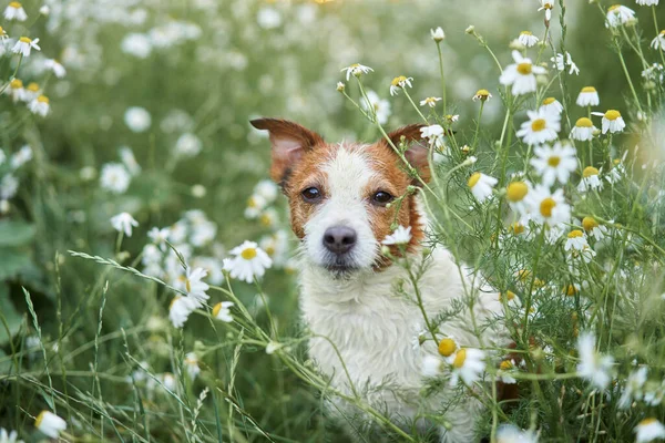 Pies Stokrotkach Zwierzątko Naturze Słodki Jack Russell Terrier Kwiatach Zwierzęta — Zdjęcie stockowe
