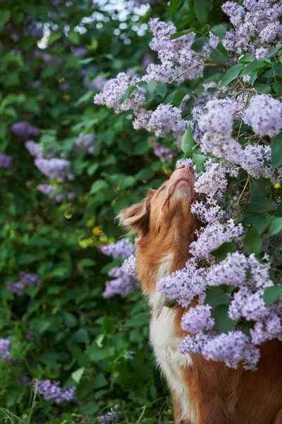 Perro Arbustos Lila Feliz Pato Escocés Nova Peaje Recuperador Naturaleza — Foto de Stock