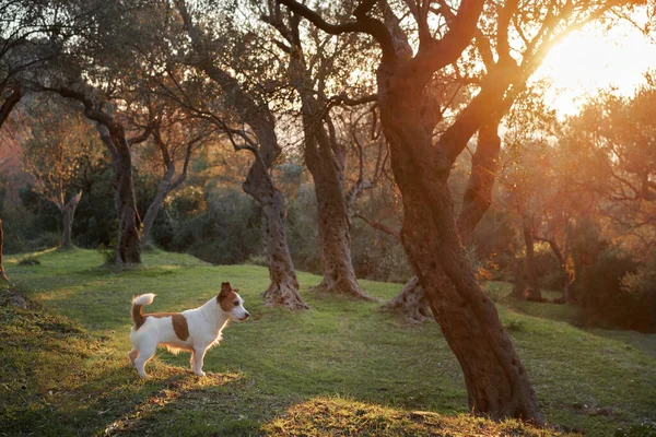 Zeytin ağacının yanındaki köpek. Jack Russell Terrier doğadaki bir korulukta. Küçük evcil hayvan parkta 