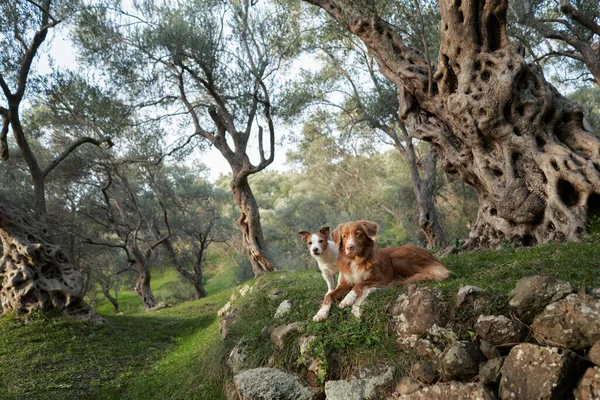 Zeytin ağacının yanında iki köpek. Jack Russell Terrier ve Nova Scotia Retriever bir koruluktalar. Parktaki hayvan. 