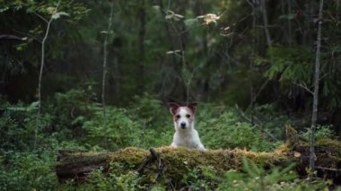 Köpek ormandaki kütüğe pençelerini koydu. Evcil bir hayvanla yürüyorum. Jack Russell Terrier güzel bir manzarada