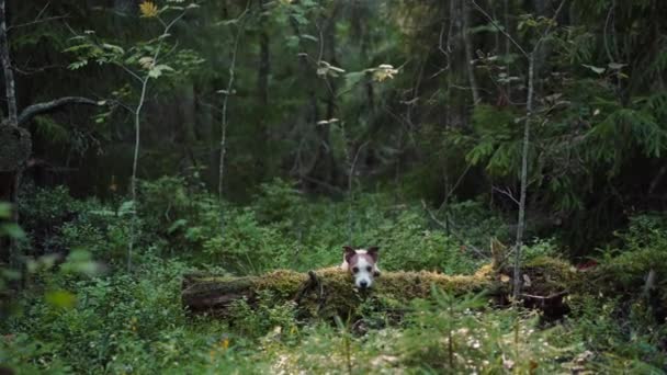 犬は森の中の丸太に足をつけた ペットと一緒に歩く 美しい風景の中でジャック ラッセル テリア — ストック動画