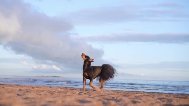 해안가에 독일의 핀셔는 바다에 있습니다 치마를 자연에 — 비디오