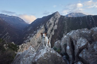 Dağlardaki köpek. Jack Russell Terrier bir kayanın üzerinde duruyor. Gezgin hayvan, doğa yürüyüşü