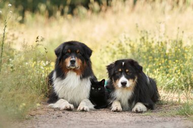 Köpekler ve siyah bir kedi bir kütüğün üzerinde uzanıp iletişim kurarlar. Doğada üç renkli Avustralya çoban köpeği. Mutlu hayvanlar.