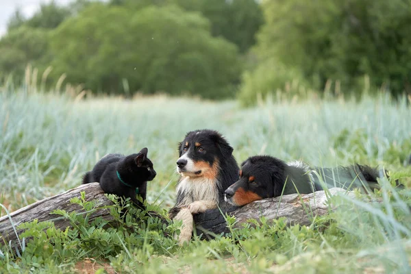 Dogs and a black cat lie on a log and communicate. Tricolor Australian Shepherd in nature. Happy pets