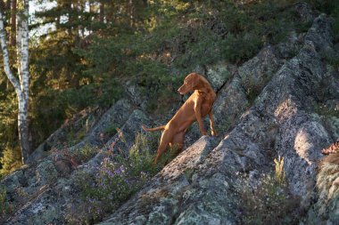 Günbatımında ormanda Macar Vizsla taşın üstünde. Doğadaki köpek. Ormanda bir evcil hayvanla yürüyüş yapmak.