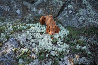 Günbatımında ormanda Macar Vizsla taşın üstünde. Doğadaki köpek. Ormanda bir evcil hayvanla yürüyüş yapmak.