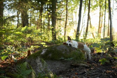 Ormandaki köpek. Evcil bir hayvanla yürüyorum. Jack Russell Terrier güzel bir manzarada