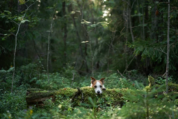 Hond Het Bos Lopen Met Een Huisdier Jack Russell Terrier — Stockfoto