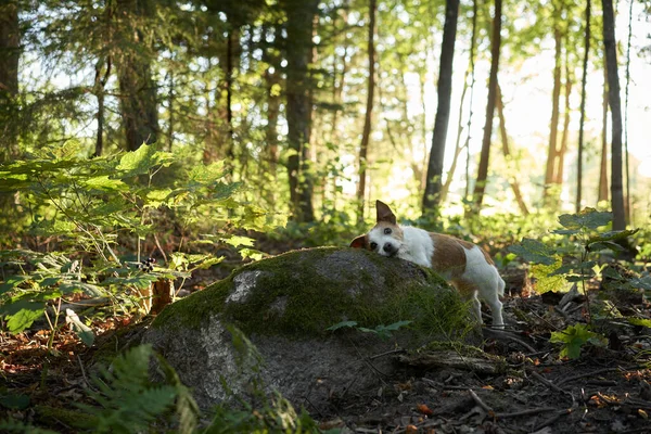 森の中の犬 ペットと一緒に歩く 美しい風景の中でジャック ラッセル テリア — ストック写真