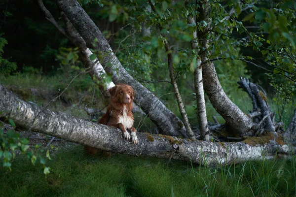 Pes Vykoukl Zpoza Stromu Lese Nova Scotia Duck Tolling Retrívr — Stock fotografie