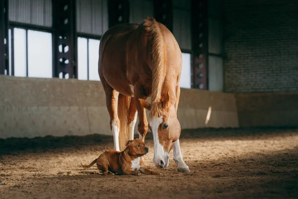 Hund Und Ein Rotes Pferd Stall Staffordshire Bull Terrier Kommunizieren Stockbild