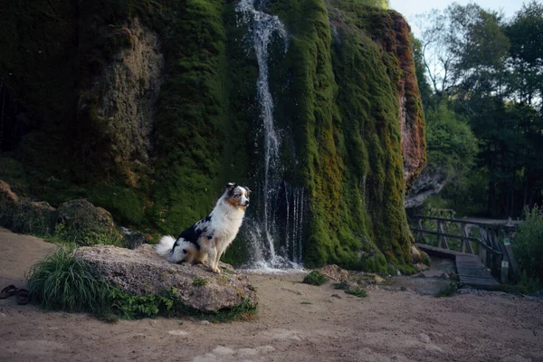dog at the waterfall. marble australian shepherd on a stone in nature.