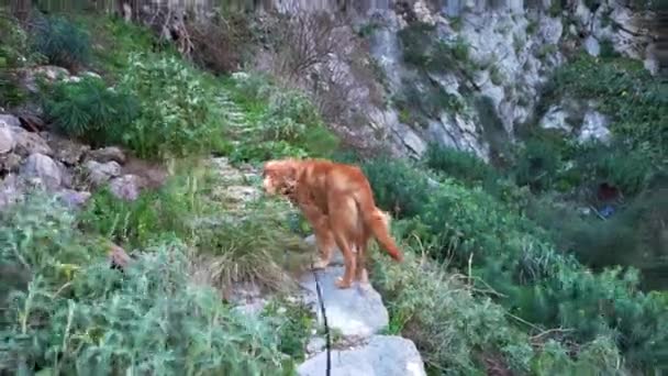 红狗在山里乘风破浪 在自然界中的宠物 — 图库视频影像