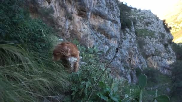 Dağlarda Rüzgârda Savrulan Kırmızı Köpek Doğada Evcil Hayvan Element Yürü — Stok video