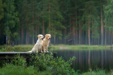 Yeşil ormanda iki köpek. Sevimli evcil hayvan çifti. Doğadaki Golden Retriever