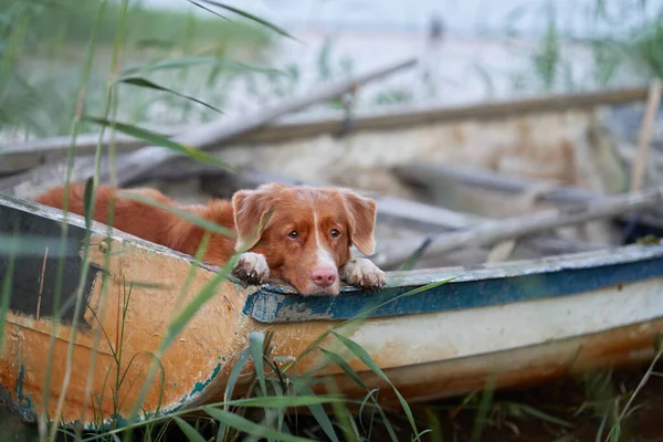 dog in the boat. Nova Scotia duck tolling retriever in nature on lake
